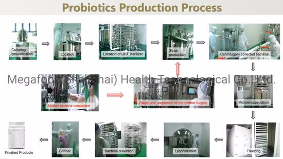 Food Grade Dietary Supplement Lactobacillus Paracasei Probiotics Powder